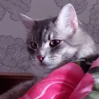 😒 kucing, anak kucing, hewan peliharaan, binatang, imut, kucing telegram sticker