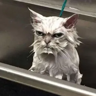 🖐 cat, wet, bath, angry, animal, feline, pet telegram sticker