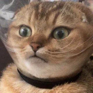 😐 chat, animal, mignon, animal de compagnie telegram sticker