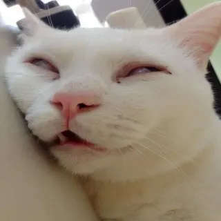 😴 kucing, kucing putih, binatang, hewan peliharaan, tidur, mengantuk, lucu telegram sticker