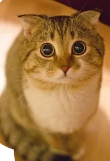 😳 gatto, carino, animale, animale domestico, domestico, felino, mammifero whatsapp sticker