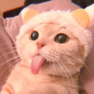 🥓 кот, милый, животное, смешной, питомец, котенок, язык, каваий telegram sticker