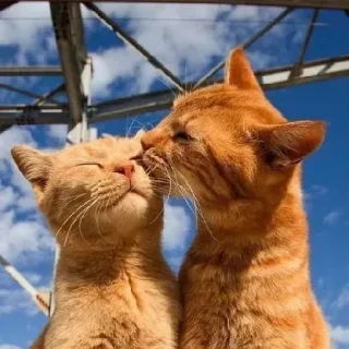 😘 gatos, beijando, animais, amor, afeição, gato malhado laranja telegram sticker