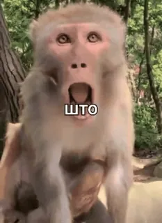 🌟 ШТО ลิง, ตกใจ, ลิงไม่มีหาง, สัตว์, มีม, สับสน whatsapp sticker