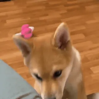😝 犬, 柴犬, ペット, 動物, 可愛い telegram sticker