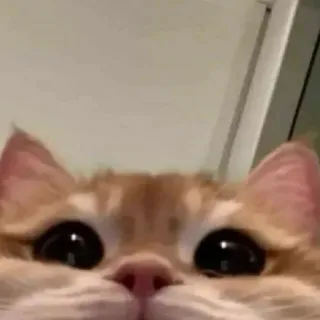 🐈 고양이, 동물, 애완동물, 귀여운, 주황색, 눈, 새끼 고양이 telegram sticker
