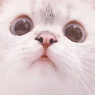 🐈 kot, słodki, zwierzę, zwierzę domowe, koci telegram sticker