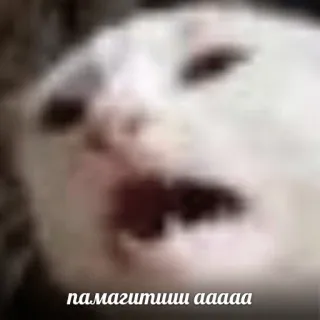 😢 памагитиши ааааа gato, meme, gritando, engraçado, ajuda, animal de estimação whatsapp sticker