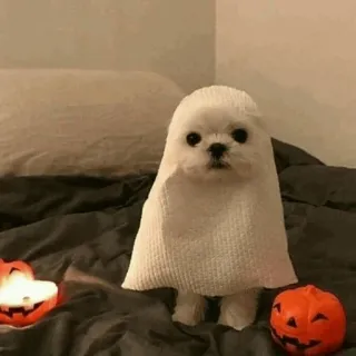 🐾 Hund, Geist, Halloween, Kostüm, Kürbis, süß telegram sticker