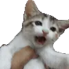 🐱