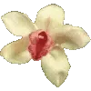 🌼