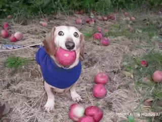 🌟 狗, 腊肠犬, 苹果, 水果, 动物, 宠物 telegram sticker