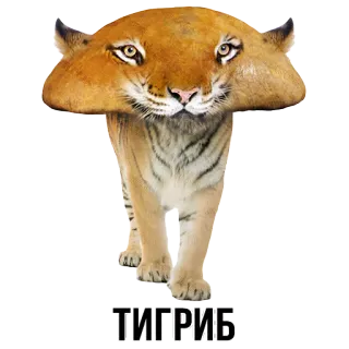 🐯 ТИГРИБ tiger, animal, funny, meme, russian whatsapp sticker