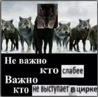 👀 Не важно КТО слабее
Важно КТО не выступает в цирке Wolf, Rudel, Zirkus, Meme, Stärke, Schwäche telegram sticker