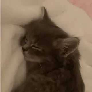 ❤️ 子猫, 猫, 睡眠, グレー猫, かわいい, ペット, 動物 telegram sticker