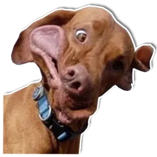 🙃 chien, drôle, animal, animal de compagnie, venteux telegram sticker