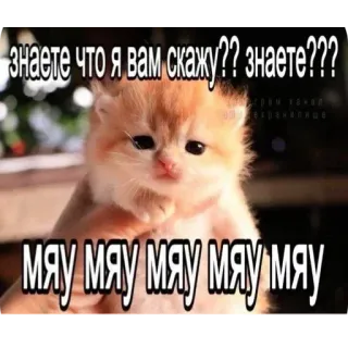 🤩 знаете что я вам скажу?? знаете?? 
мяу мяу мяу мяу мяу мяу gato, gatito, meme, texto ruso, lindo, animal, mascota telegram sticker