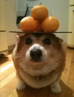 🌟 corgi, cachorro, laranjas, fruta, equilíbrio, animal de estimação, animal, fofo telegram sticker