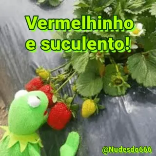 😏 Kermit Vermelhinho
e suculento! strawberry, fruit, kermit, meme, food, succulent telegram sticker