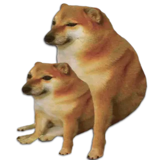 👨‍👦 Cheems 犬, ミーム, 動物, 面白い, Cheems telegram sticker