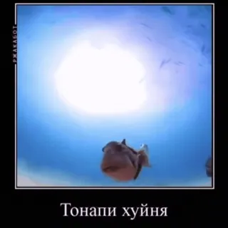 🐟 Тонапи хуйня 鱼, 海, 水, 海洋, 俄语, 表情包 telegram sticker