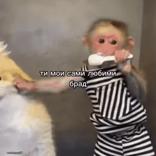🐵 ТИ МОИ САМИ ЛЮБИМИ БРАД mono, simio, animal, lindo, peludo, rayado, mascota, meme whatsapp sticker