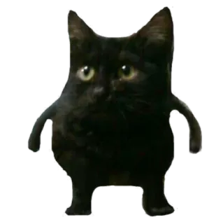 😐 cat, animal, meme, funny, black cat telegram sticker