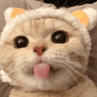🤪 gato, animal, lindo, mascota, gatito, lengua, adorable, sombrero telegram sticker