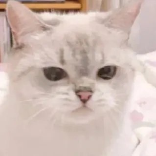 🧸 gatto, animale, animale domestico, carino, animale domestico telegram sticker