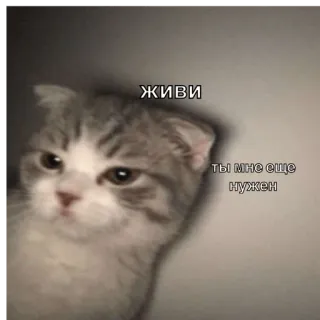 😵 ЖИВИ
ТЫ МНЕ ЕЩЕ НУЖЕН kucing, anak kucing, rusia, motivasi, sedih, imut, hewan whatsapp sticker