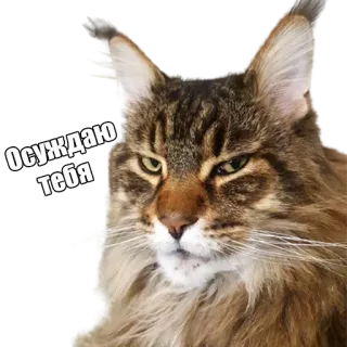 😐 Осуждаю тебя кот, осуждающий, неодобрительный, русский, мем telegram sticker