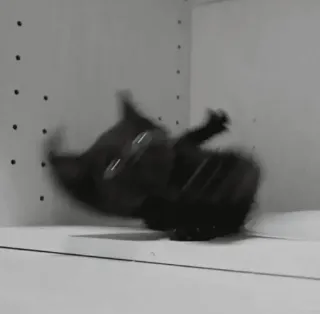 🤪 Katze, schwarze Katze, fallen, Bewegungsunschärfe, lustig, Tier telegram sticker
