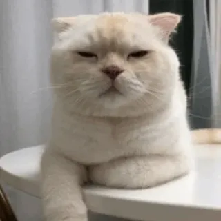 🐈 แมว, สัตว์, สัตว์เลี้ยง, น่ารัก, ลูกแมว, แมว telegram sticker