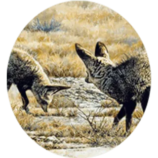 🦊 coyotes, animals, wildlife, nature, landscape, prairie, outdoors telegram sticker