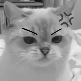 🐈‍⬛️ кот, злой, питомец, животное, кошачий, мем telegram sticker