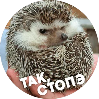 😑 ТАК СТОПЭ hérisson, mignon, animal, animal de compagnie telegram sticker