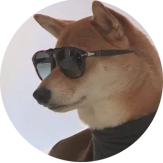 👕 犬, 柴犬, サングラス, ミーム, ペット, かっこいい telegram sticker