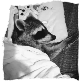 ⚰️ Waschbär, schlafend, Tier, Bett, süß, schwarz weiß telegram sticker