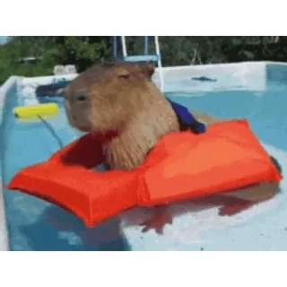 🦫 Capybara, Natation, Piscine, Animal, Ronfgeur whatsapp sticker