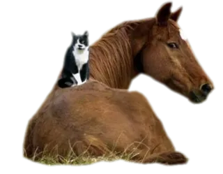 😸 кот, лошадь, животные, дружба, питомец, млекопитающее telegram sticker