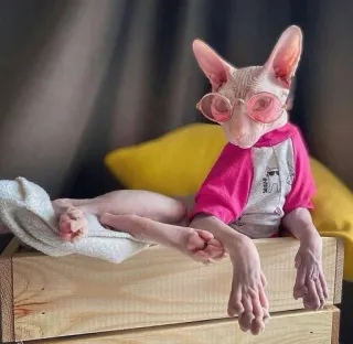 😎 chat, chat sphynx, chat sans poils, lunettes, animal de compagnie, animal, mignon, drôle telegram sticker