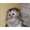 🐵