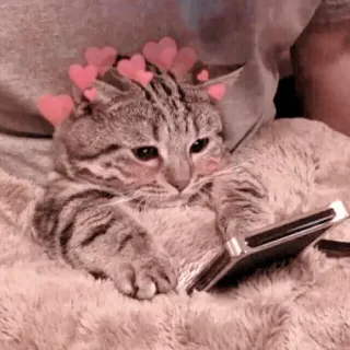 🐈 Katze, niedlich, Herzen, Haustier, entzückend, Tier whatsapp sticker