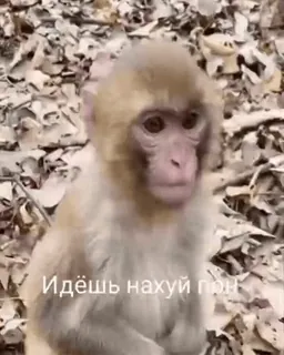 🖕 Идёшь нахуй пон monyet, hinaan, binatang, hutan, daun telegram sticker