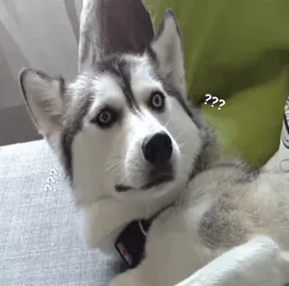 ❓ ??? dog, husky, question, confused, pet whatsapp sticker