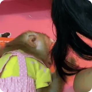 🪷 mono, animal, primate, lindo, vestido amarillo, rosa, mascota whatsapp sticker