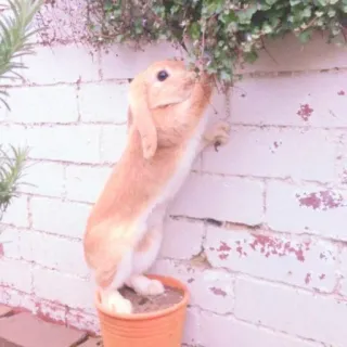 🐰 bunny, rabbit, animal, cute, pet, lop eared rabbit whatsapp sticker