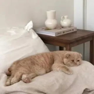 🪐 cat, pet, animal, cute, bedroom, sleepy, furniture, beige telegram sticker