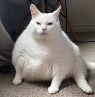 ☹️ cat, white cat, pet, animal, cute, domestic cat telegram sticker