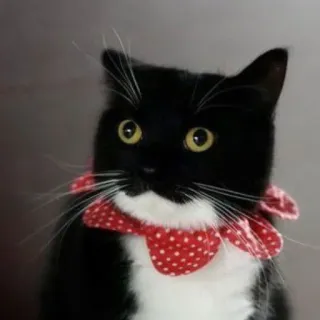 🐾 Katze, Haustier, Tier, Tuxedo Katze, Halsband, Hauskatze, Säugetier telegram sticker